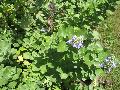 Beach Vitex / Vitex rotundifolia  